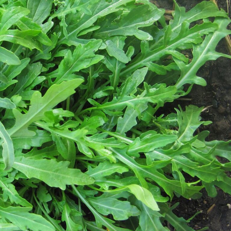 Arugula Wild Rocket | Equipos e Industrias